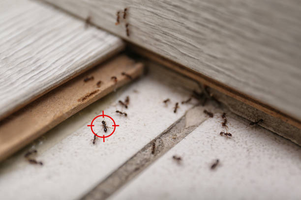 Best Termite Control Services  in Federal Heights, CO