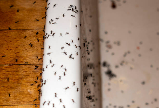 Best Wasp Removal Services  in Federal Heights, CO