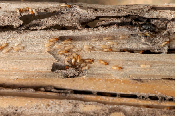 Best Residential Pest Control  in Federal Heights, CO